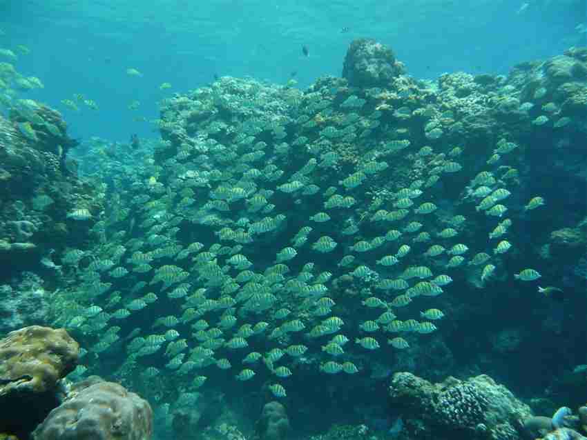 School of Convict Tangs