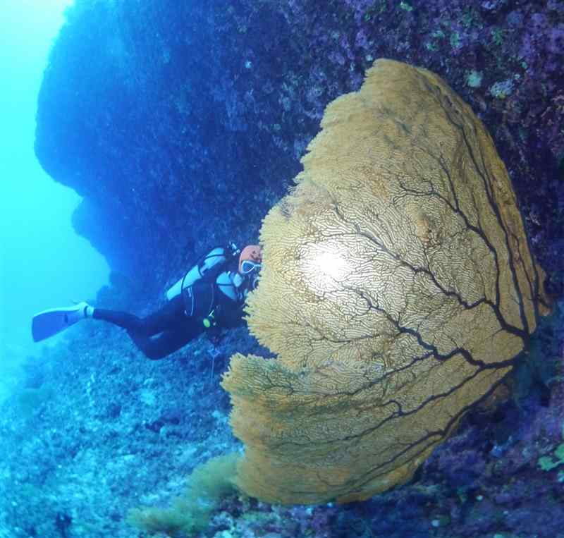 Yellow Sea Fan