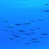 Tuna Fish School