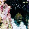 Moray Eel and Banded Shrimp