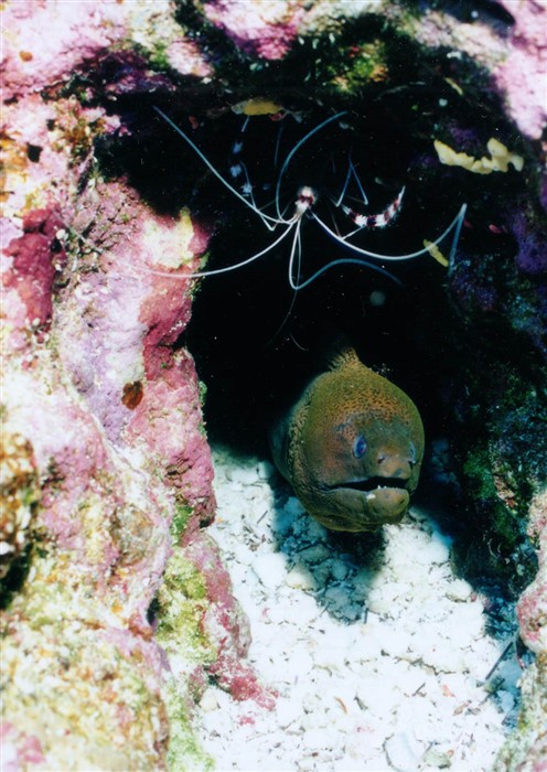 Green Moray and Banded Shrimp