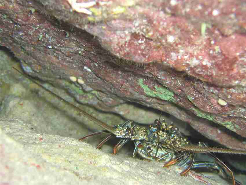 Spiny Lobster