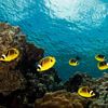 School of Raccoon Butterfly fish