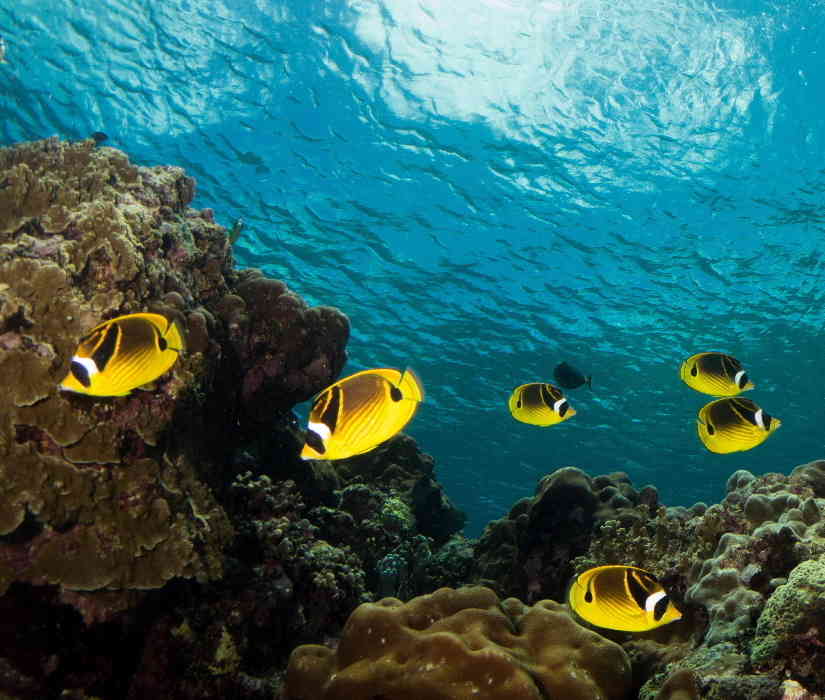 School of Raccoon Butterfly fish