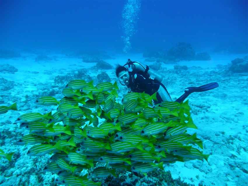 School of Blue-lined snappers