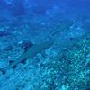 Whitetip Sharks