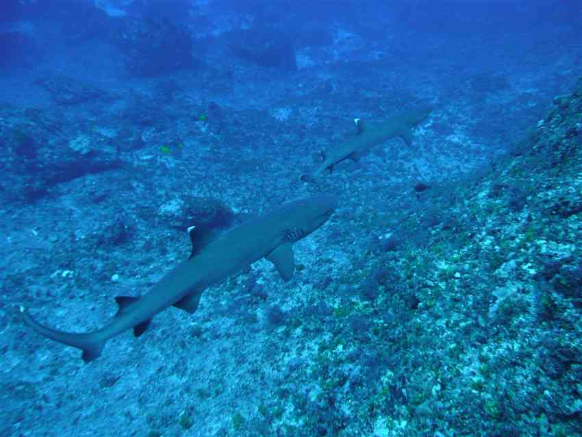 Whitetip Sharks