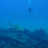 Diver with spadefish on shipwreck