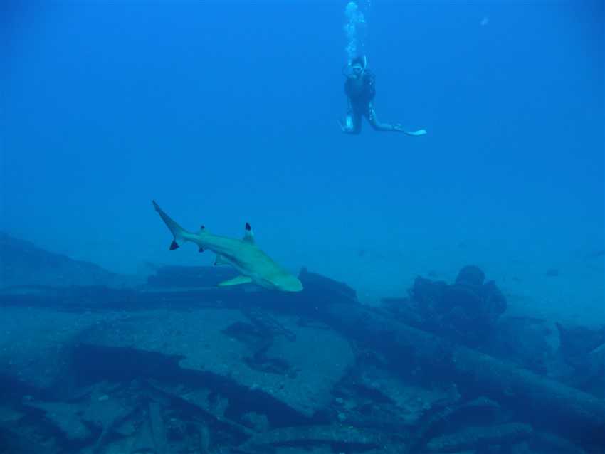 Shark and Diver