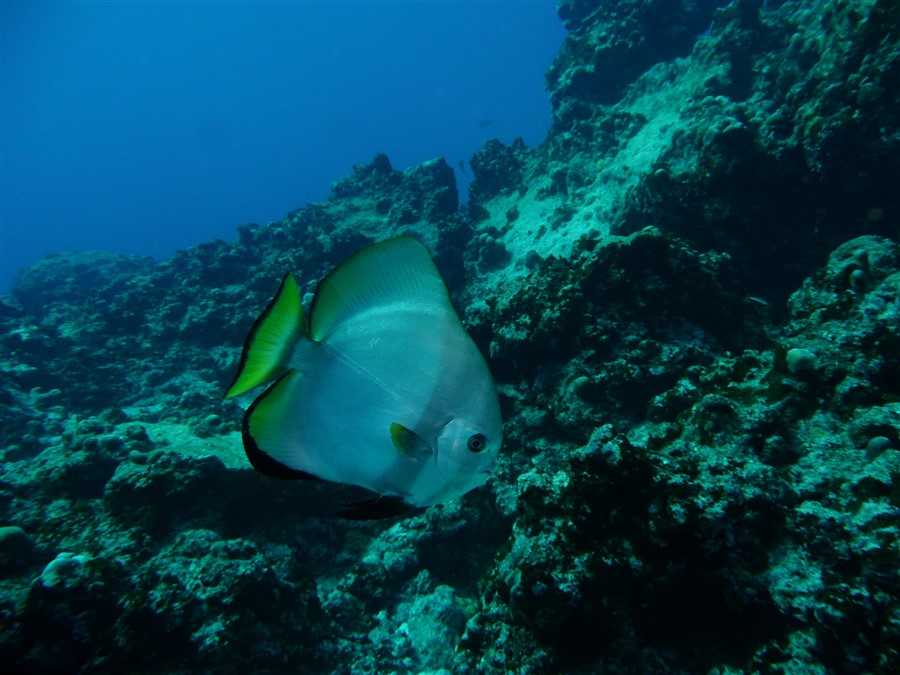 Diver and Whitetip Shark