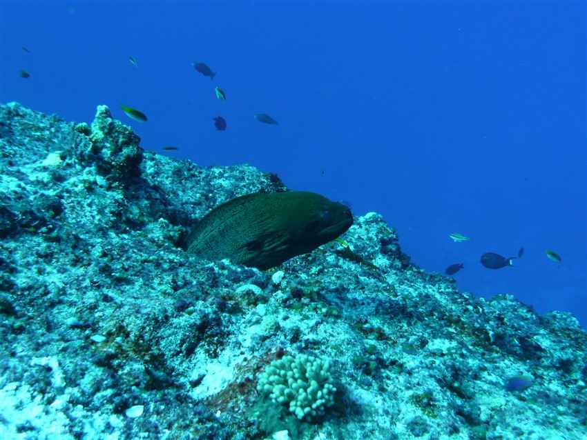 Giant Moray