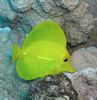 Yellow Tang