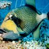 Titan Triggerfish