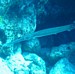 Trumpetfish in the rocks