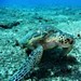 Closeup of a Green Turtle