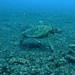 Green Turtle Looking for a Good Eating Spot