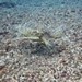 A Green Turtle Feeding on Algae