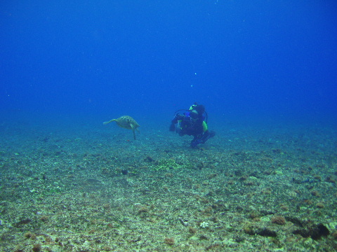 Green Turtle and Diver