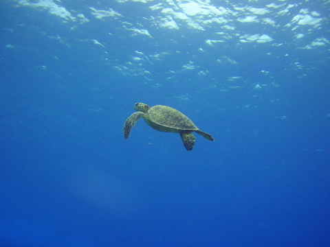 Green turtle heading to the surface