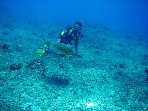 Turtle and diver meet