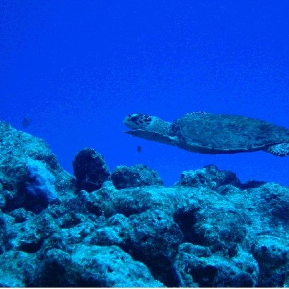 Hawksbill Turtle