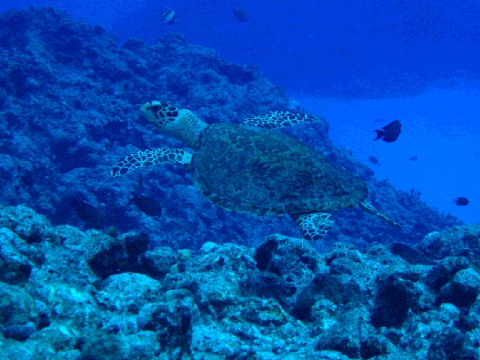 Hawksbill turtle close encounter