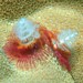 Christmas Tree Worm