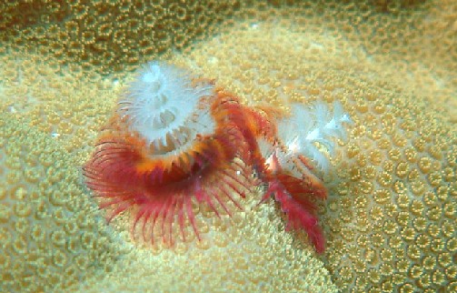 Photo-A Christmas Tree Worm