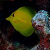 Solo Yellow Tang