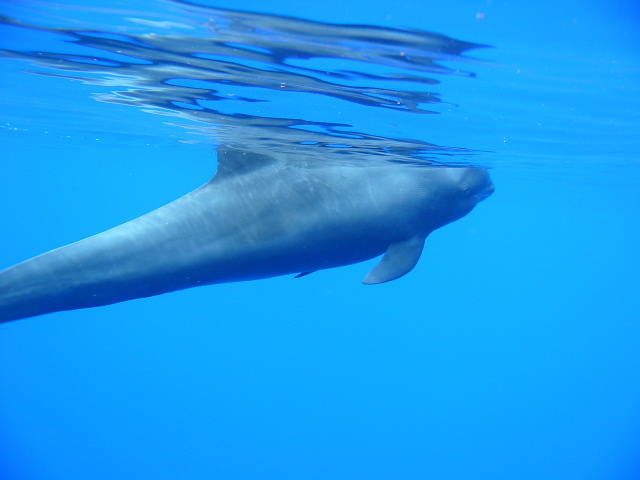 Melon-headed whales on the surface