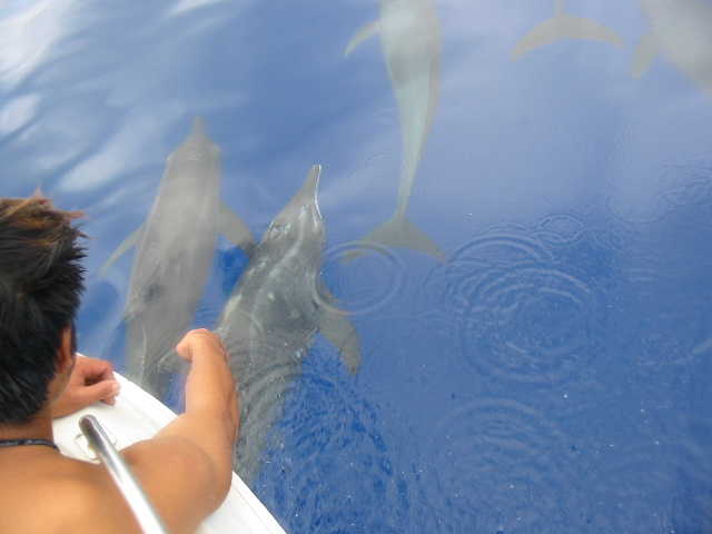 Melon-headed whales and dolphins around the boat