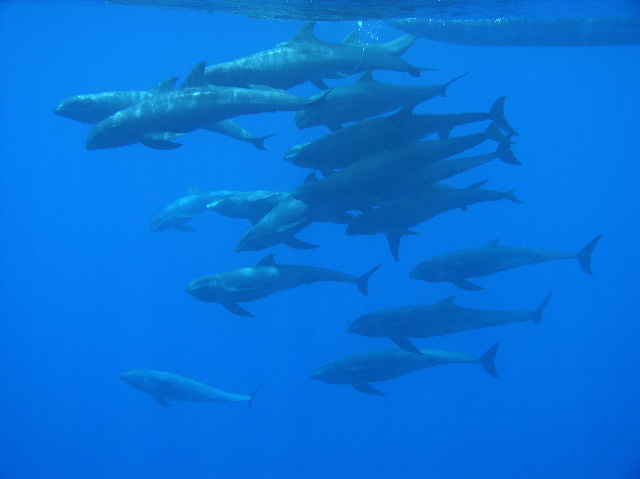 Melon-headed whales - Hanging Out