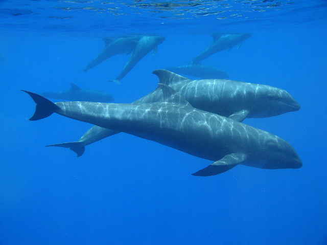 Melon-headed whales buddies