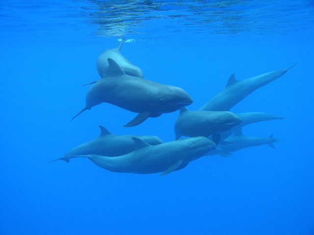 Melon-headed whales - Watchers and Watchees
