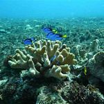 Group of Blue Tangs