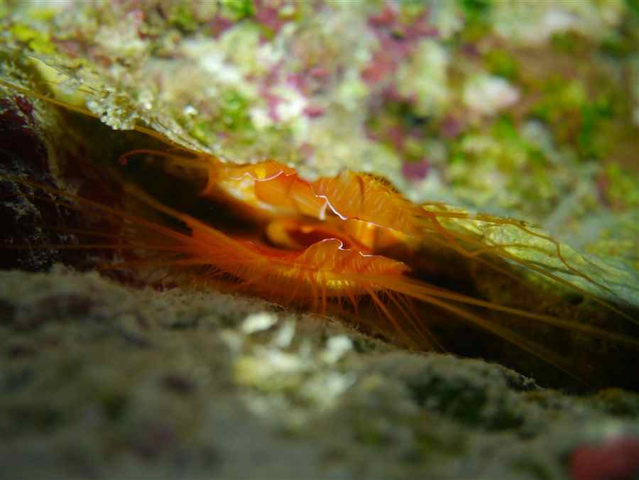 Electric Flame Scallop