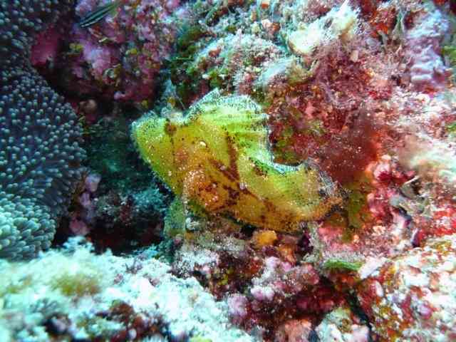 Leaf Fish - Yellow - Photo