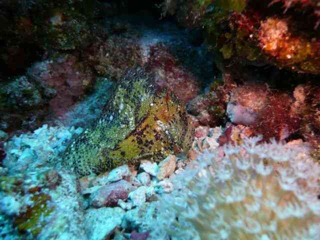 Leaf Fish - Yellow