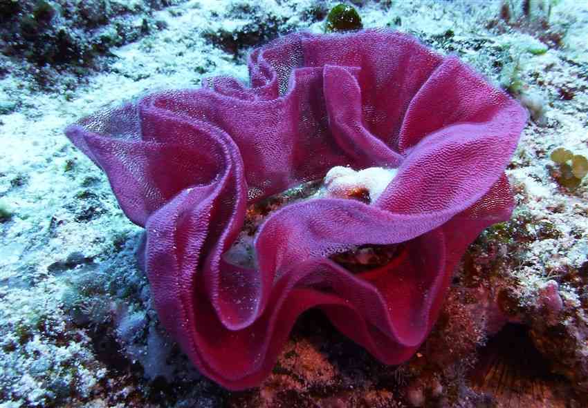 Nudibranch Egg Sac