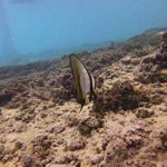 Juvenile Spadefish