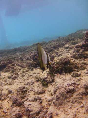 Junvenile Spade Fish Photo