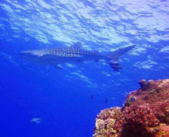 Whale Shark Photo