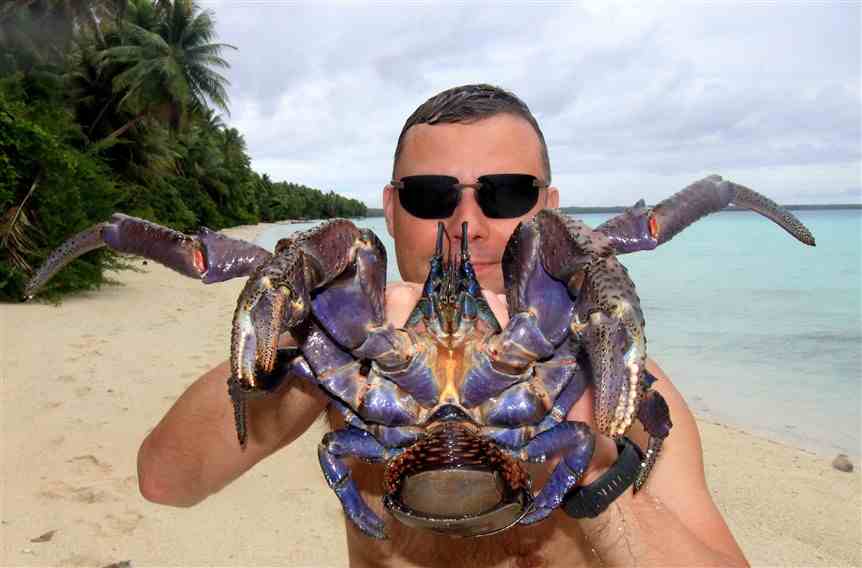 This is one large coconut crab